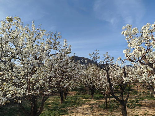 两人在梨花树下相视而笑