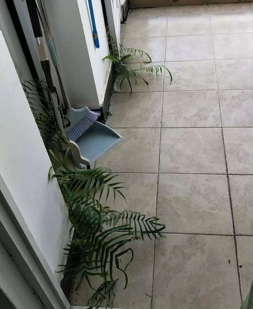 时政微观察丨总书记深情寄望“小树苗”：从少年梦想到国家未来