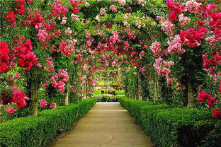 我与布伦特伍德湾的邂逅：探秘加拿大布查特花园的梦幻之旅