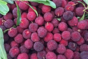 想吃杨梅又怕有虫？这样洗放心吃！