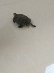 乌龟从花盆泥土中爬出来