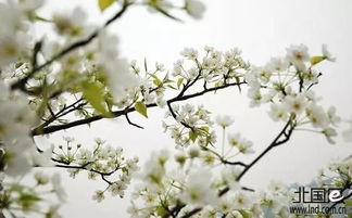 女孩在梨花树下读书