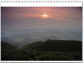 晨光洒在茶山上