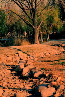 夕阳下的老树和远山