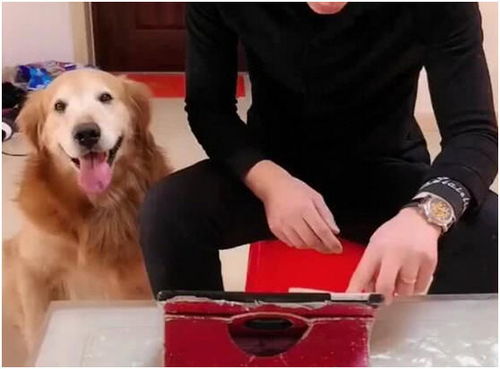 三星AI神的萌宠日记：一场科技与温情的完美邂逅