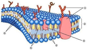 PROTAC技术崛起！解锁蛋白降解的未来，癌症治疗或将迎来新纪元