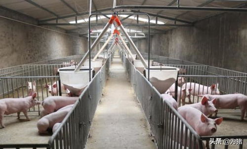 &ldquo;二次育肥&rdquo;禁令来了？猪企回应：不鼓励！养猪人该如何应对？