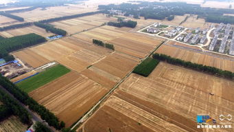现代化小麦收割现场航拍图