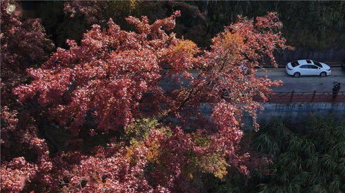 这个夏天，我在杉树村找到了红叶的浪漫