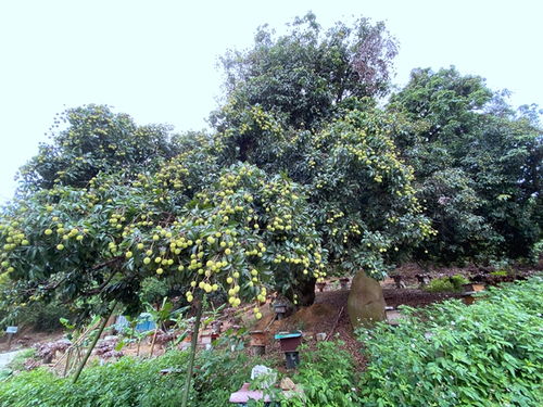 小伙豪掷1.3万拍下荔枝树，结果市价近12万！家人：你是不是疯了？