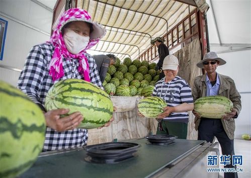 宁夏硒砂瓜丰收现场