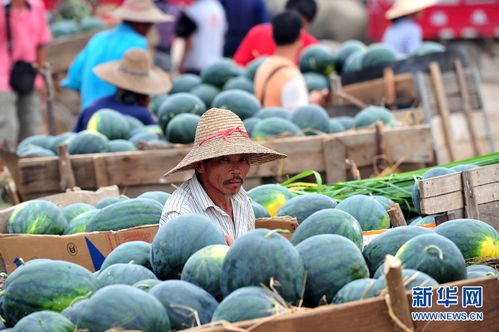 广西瓜农因收购价低把西瓜扔进池塘，背后的辛酸谁来买单？
