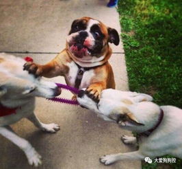 两只外观相似的宠物狗在一起