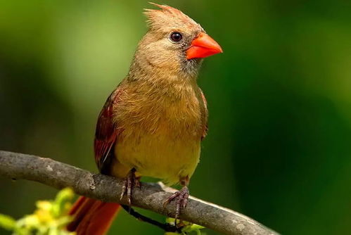 李现在人群中专注拍摄野生鸟类