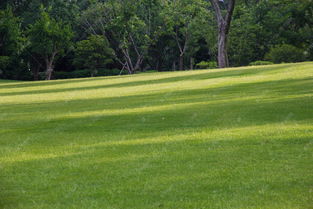 哈佛校园阳光洒落绿草坪