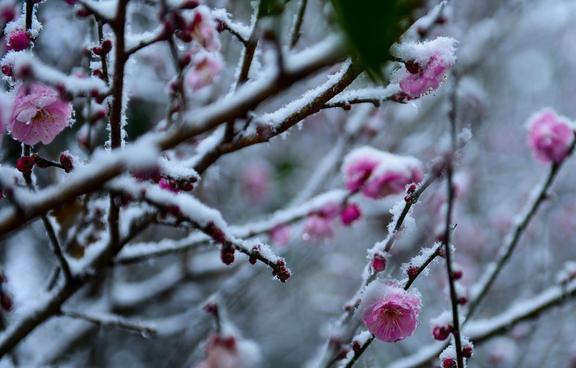 雪地中的梅花