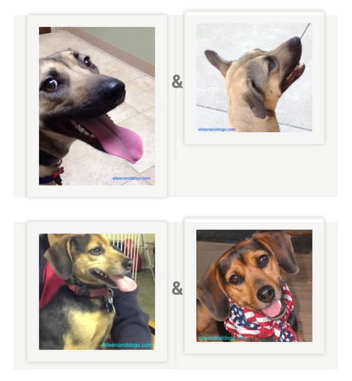 李云飞怒怼“车圈恒大”言论：比亚迪的反击与行业真相