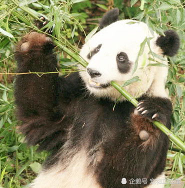 一只可爱的大熊猫在吃竹子