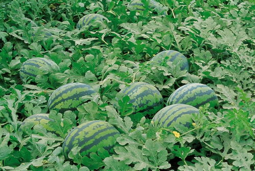 广西扶绥瓜农无奈倒瓜，爱心帮扶温暖人心