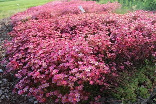 沈从文的虎耳草：一场穿越时光的文学邂逅