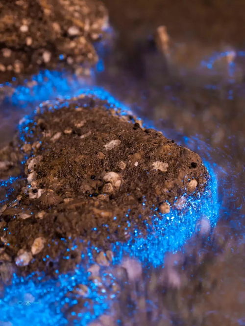 显微镜下的夜光藻细胞结构