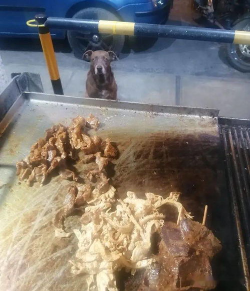 一只流浪狗的逆袭：从街头到烧烤店守护神，温暖了整条街