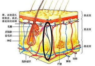 皮肤被紫外线照射后的显微结构图