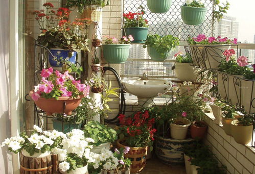 高玉莲卧室外的小阳台种植花草