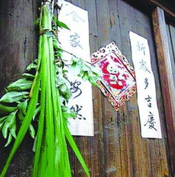 艾草与菖蒲绑在一起挂在门口