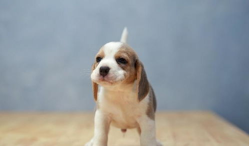 一只来自河北农村的“长毛狗王”，在外网爆火：它的故事感动了全球网友