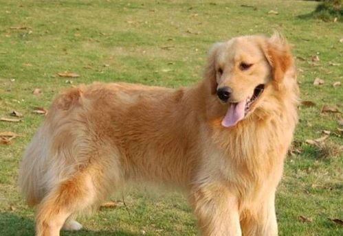 女子立遗嘱给宠物狗留十几万，背后的养宠情感你真的懂吗？