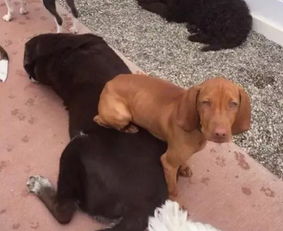 狗王长毛与收容所工作人员互动