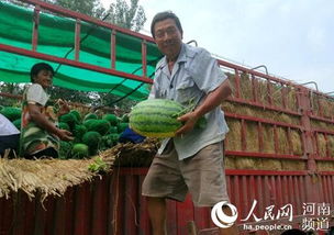 瓜农怒扔西瓜入鱼塘！收购价低至2毛一斤，背后真相令人心酸