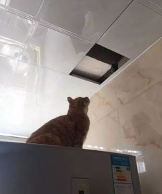 维修工在天花板中发现的老鼠窝