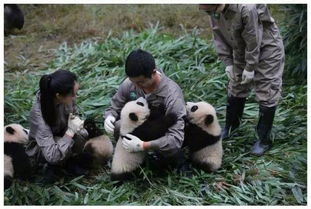 志愿者在照顾大熊猫