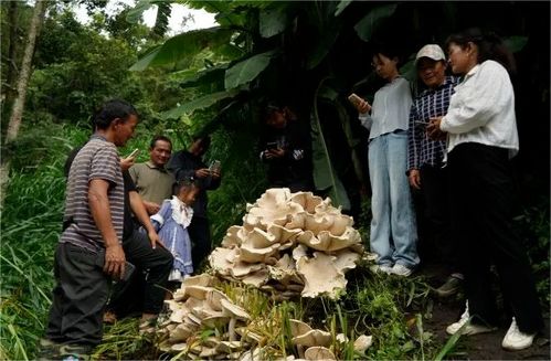 科研人员采集样本