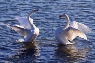 母天鹅孤单独坐于湖岸一角