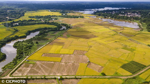 海南三十六曲溪畔的早稻收割场景