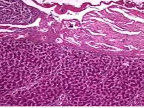 从零开始揭秘类器官实验Protocol：我的亲身经历与实用指南