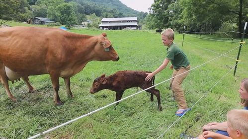 老黄牛在草堆上休息