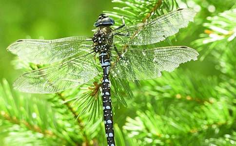 夏日风情68：那些年，我们与虫儿共舞的夏天