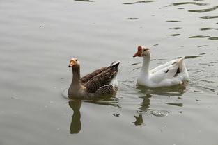 公天鹅与新伴侣在湖中嬉戏