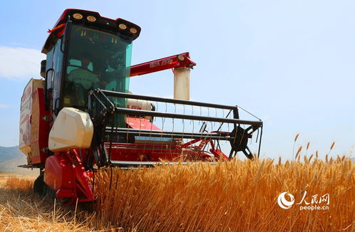 河南社旗县农民收割小麦
