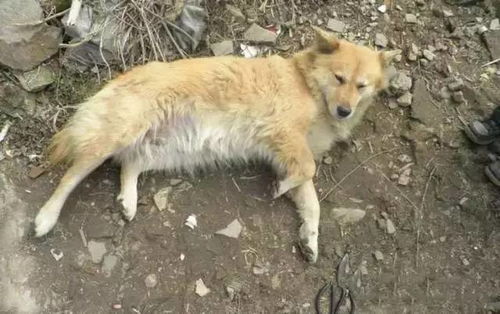 土狗海外爆红被封“狗王”，网友：这才是真正的王者气场！