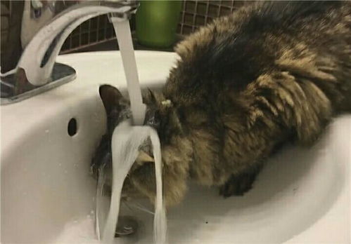 小猫低头喝水姿势撞脸三星堆青铜人像