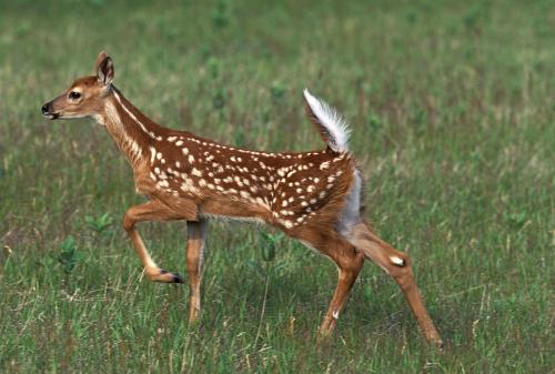母鹿在街头产崽，路人围观拍照