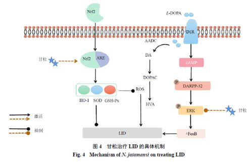 VAV1/ERK信号通路