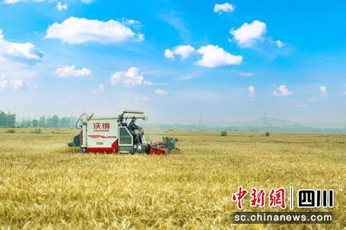 金秋田野的丰收故事：从麦浪到鱼跃，感受大地的馈赠