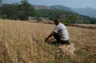 河南麦收场景