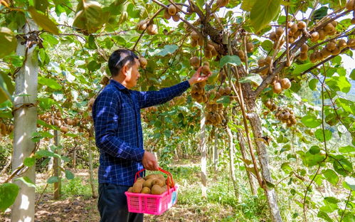 乡村果园里村民采摘猕猴桃的场景